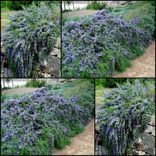 Rosemary Groundcover 1 Plants Herbs Rosmarinus officinalis prostratus